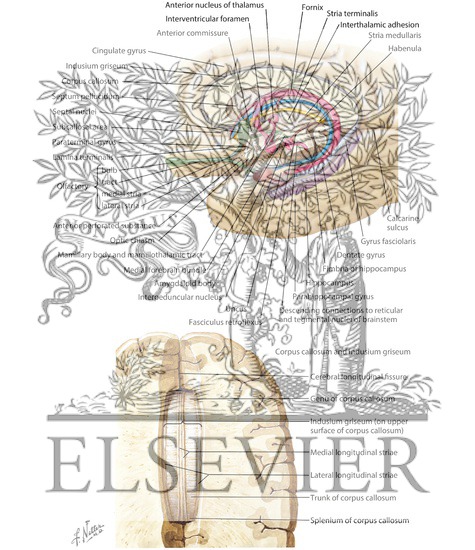 Rhinencephalon and Limbic System
