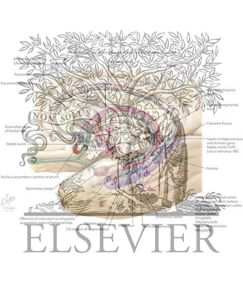 Major Afferent and Efferent Connections of the Hippocampal Formation
Major Afferent Connections of the Amygdala
Major Efferent Connections of the Amygdala