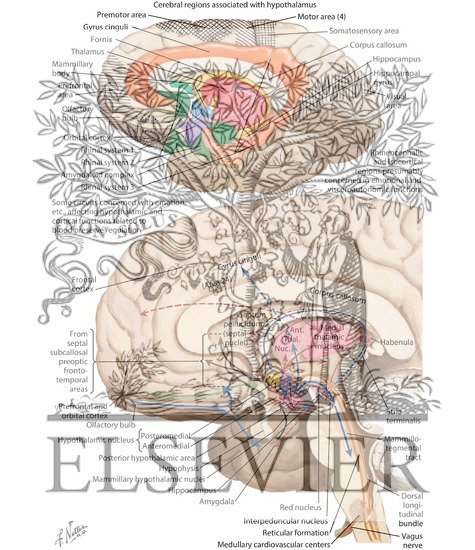 Watermarked preview of labeled image: Cerebral Regions Associated With Hypothalamus