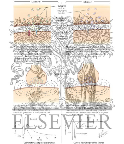 Watermarked preview of labeled image: Chemical Transmission At The Synapse
