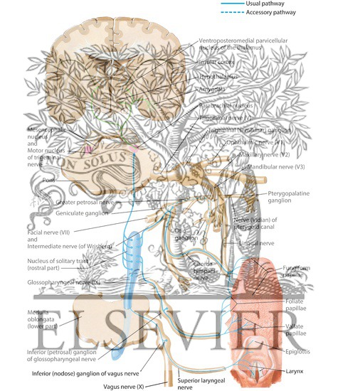 Watermarked preview of labeled image: Taste Pathways: Schema