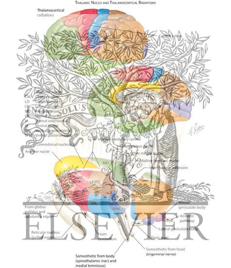 Watermarked preview of labeled image: Thalamocortical Radiations