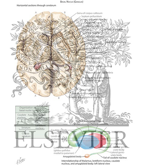 Watermarked preview of labeled image: Basal Ganglia
Basal Nuclei (Ganglia)