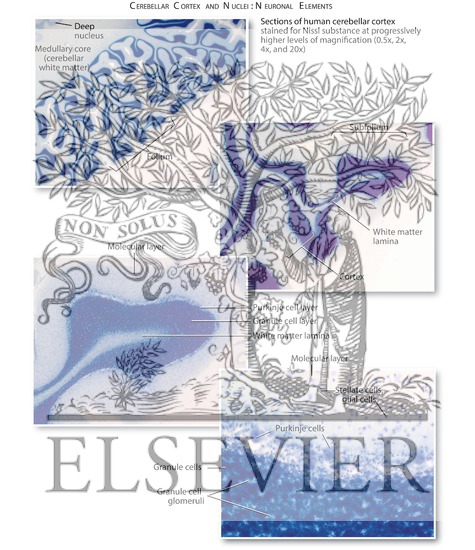 Watermarked preview of labeled image: Cerebellar Cortex and Nuclei