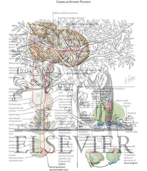 Watermarked preview of labeled image: Cerebellar Afferent Pathways