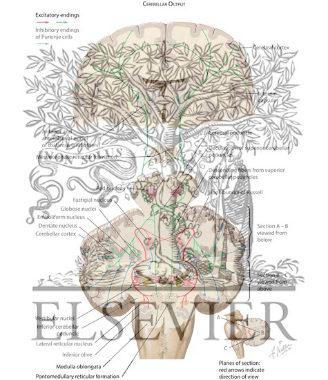Cerebellar Efferent Pathways