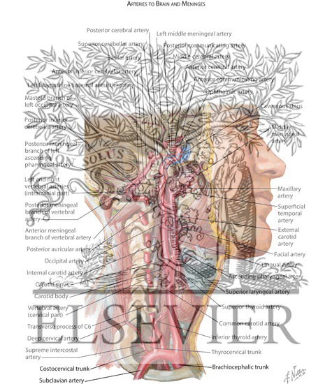 Watermarked preview of labeled image: Arteries to Brain and Meninges