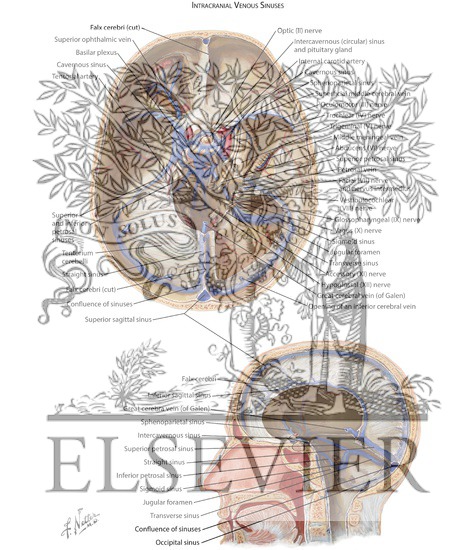 Watermarked preview of labeled image: Venous Sinuses: Sinus Durae Matrix
Venous Sinuses of Dura Mater