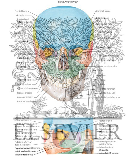 Anterior Aspect of Skull