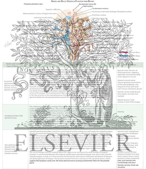 Cranial Nerve Nuclei In Brainstem: Schema