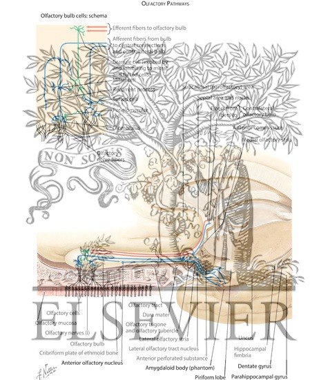 Olfactory Nerve: Schema