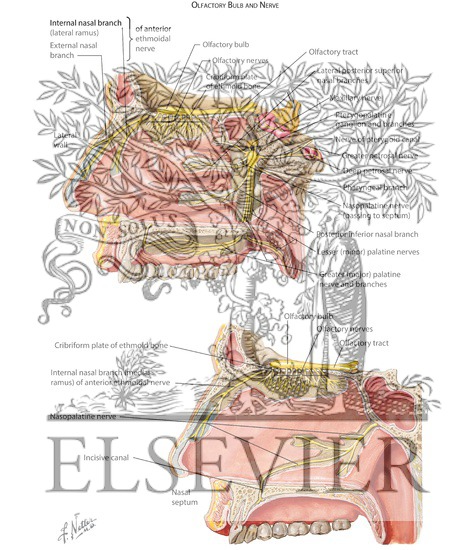 Watermarked preview of labeled image: Olfactory (I) Nerve, Pterygopalatine Ganglion and Nerves of Nose