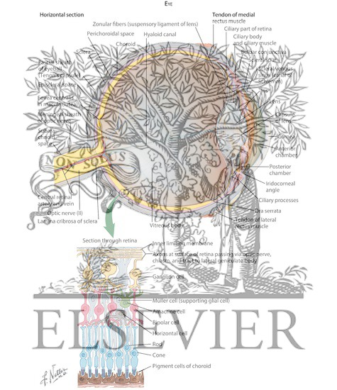 Watermarked preview of labeled image: Eye