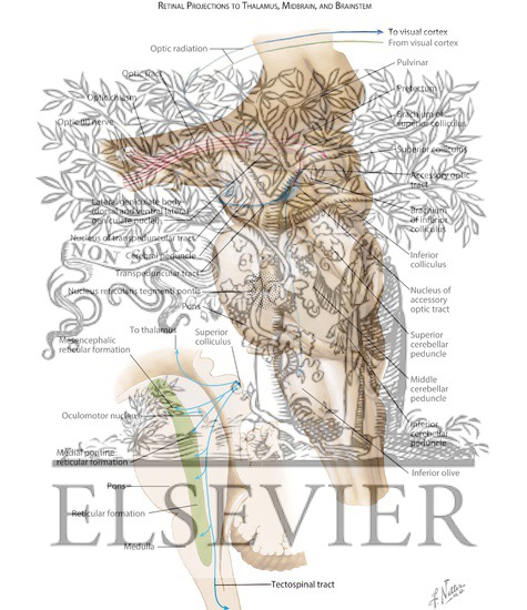 Watermarked preview of labeled image: Retinal Projections to Thalamus, Midbrain and Brainstem