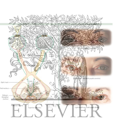 Pupillary Light Reflex and the Accommodation Reflex