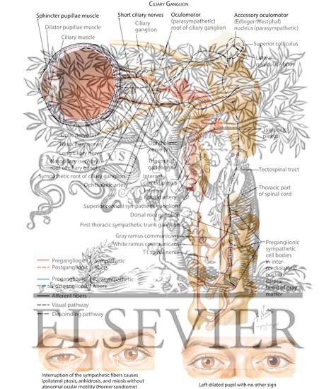 Watermarked preview of labeled image: Autonomic Innervation of the Eye