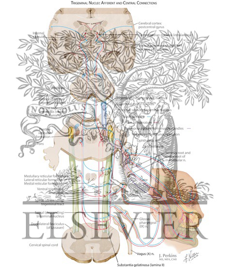 Watermarked preview of labeled image: Trigeminal Nuclei: Afferent and Central Connections