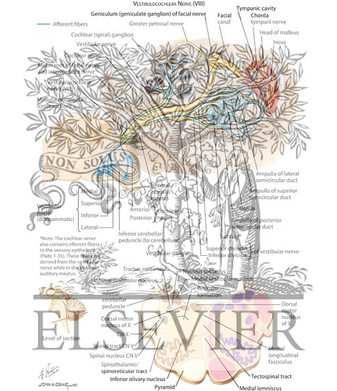 Watermarked preview of labeled image: Vestibulocochlear (VIII) Nerve