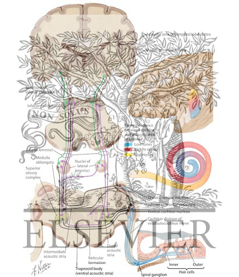 Watermarked preview of labeled image: Afferent Auditory Pathways
