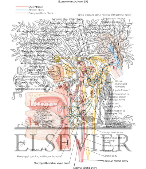 Watermarked preview of labeled image: Glossopharyngeal Nerve (IX) and Otic Ganglion