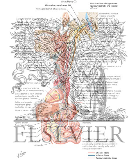 Vagus Nerve (X): Schema