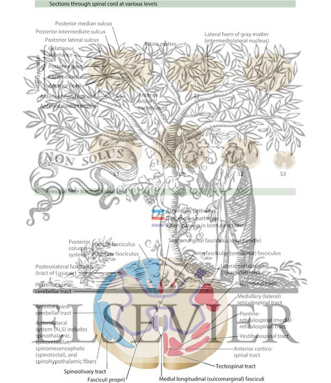 Watermarked preview of labeled image: Sections Through Spinal Cord At Various Levels
Spinal Cord Cross Sections: Fiber Tracts 
Spinal Cord White and Gray Matter
Spinal Cord Cross Sections:  Fiber Tracts