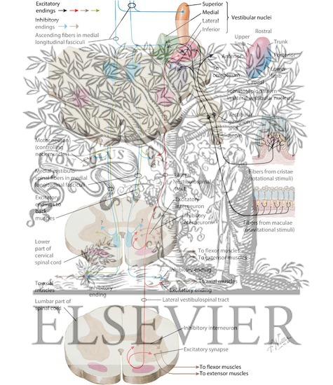 Watermarked preview of labeled image: Vestibulospinal Tracts