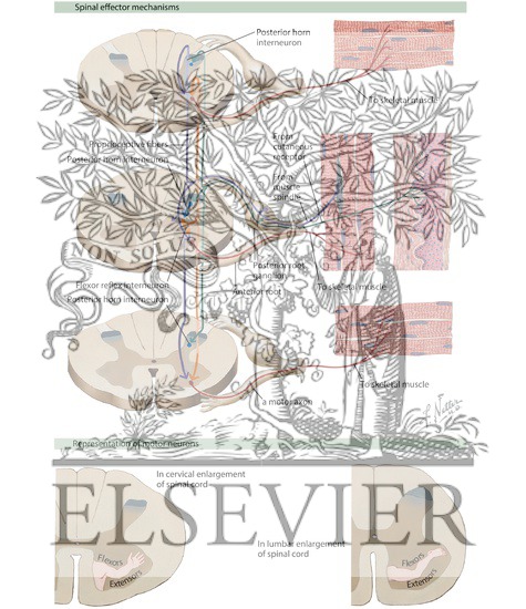 Watermarked preview of labeled image: Spinal Effector Mechanism