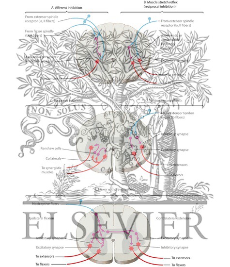 Watermarked preview of labeled image: Spinal Reflex Pathways