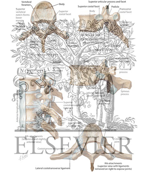 Thoracic Vertebrae