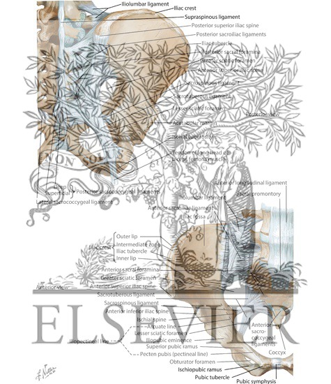 Watermarked preview of labeled image: Bones and Ligaments of Pelvis