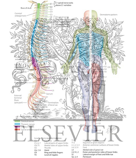 Spinal Nerves and Sensory Dermatomes