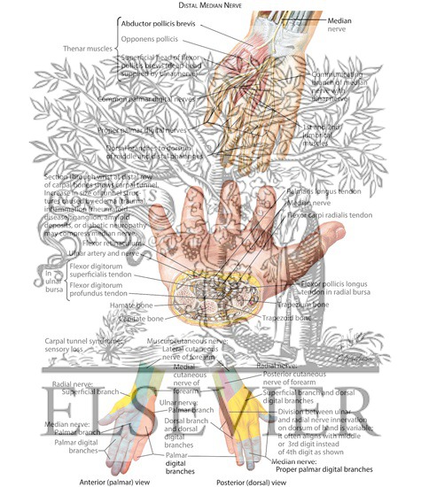 Watermarked preview of labeled image: Distal Median Nerve