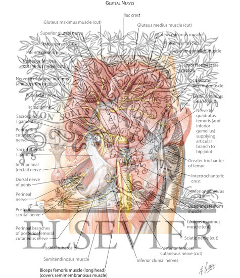 Watermarked preview of labeled image: Nerves of Buttock