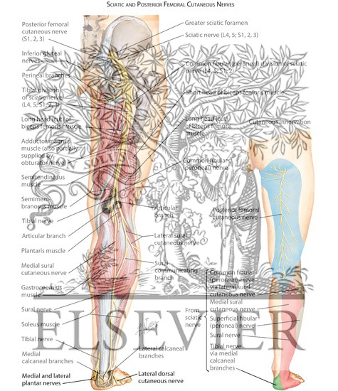 Watermarked preview of labeled image: Sciatic Nerve (L4, L5; S1, S2, S3) and Posterior Femoral Cutaneous Nerve (S1, S2, S3)
Sciatic Nerve and Posterior Cutaneous Nerve of Thigh