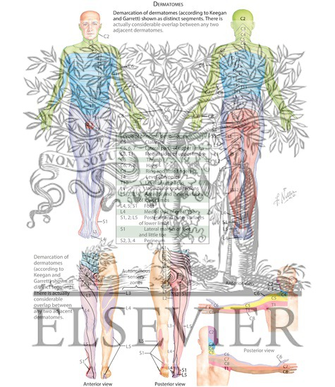 Watermarked preview of labeled image: Dermatomes