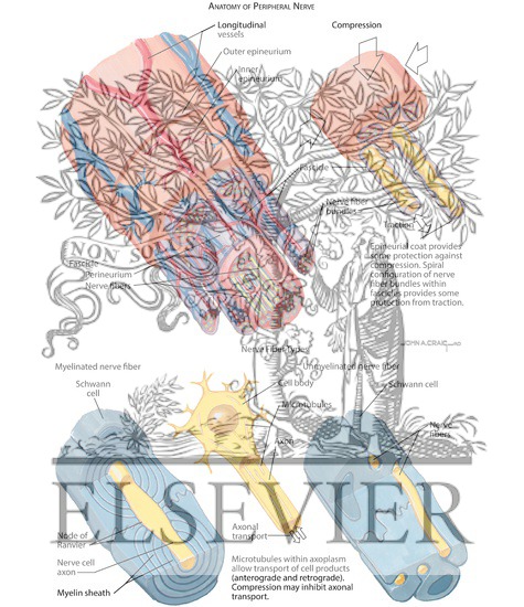 Watermarked preview of labeled image: Anatomy of Peripheral Nerve