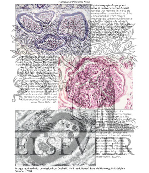 Histology of Peripheral Nerve