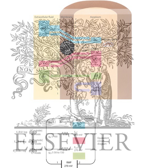 Watermarked preview of labeled image: Neuronal Resting Potential
Resting Membrane Potential (RMP)