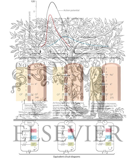 Watermarked preview of labeled image: Action Potential