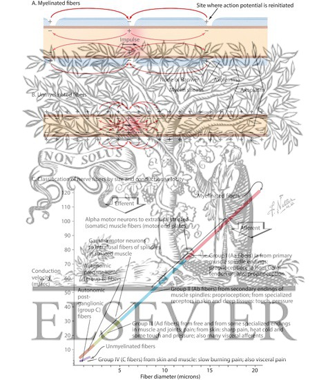 Watermarked preview of labeled image: Conduction Velocity