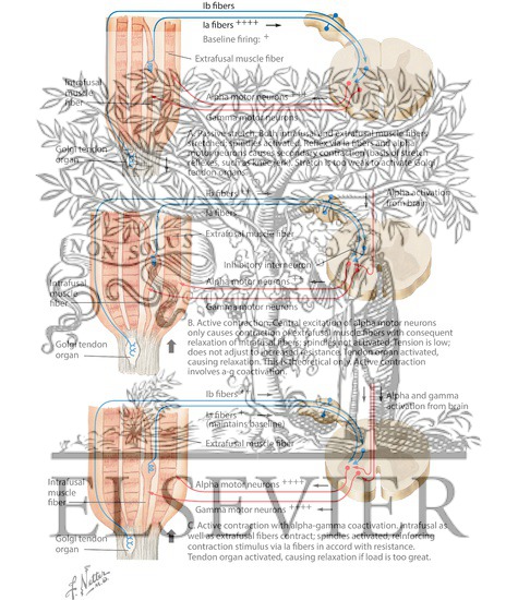Watermarked preview of labeled image: Proprioceptive Reflex Control of Muscle Tension