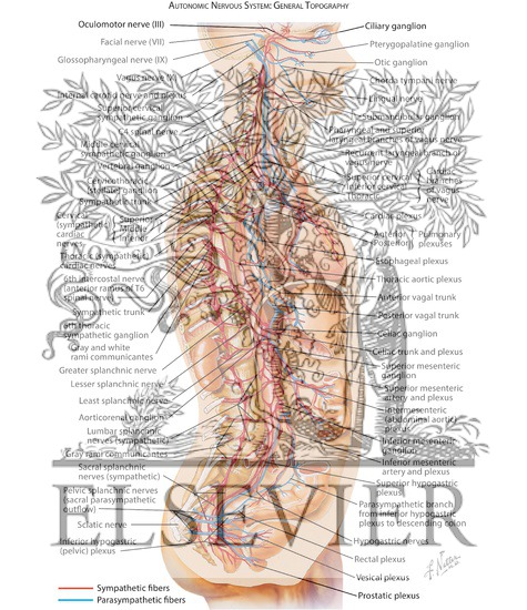Watermarked preview of labeled image: Autonomic Nervous System: General Topography
Schema of Autonomic Nervous System