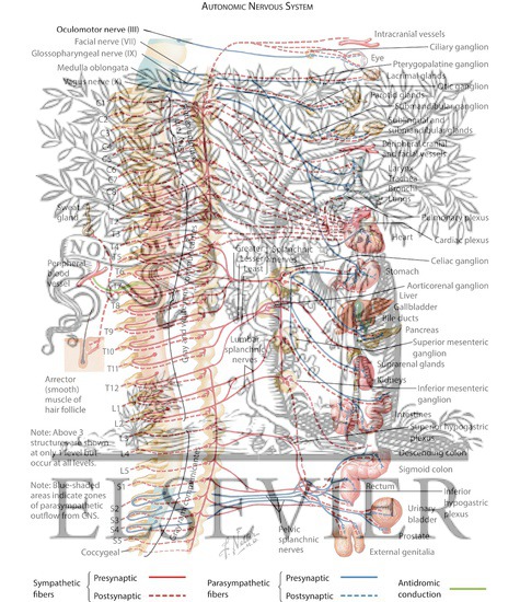 Watermarked preview of labeled image: Autonomic Nervous System: Schema
Schema of Autonomic Nervous System