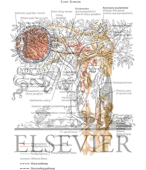 Watermarked preview of labeled image: Ciliary Ganglion: Schema Innervation of the Intrinsic Eye MusclesCiliary Ganglion: Schema