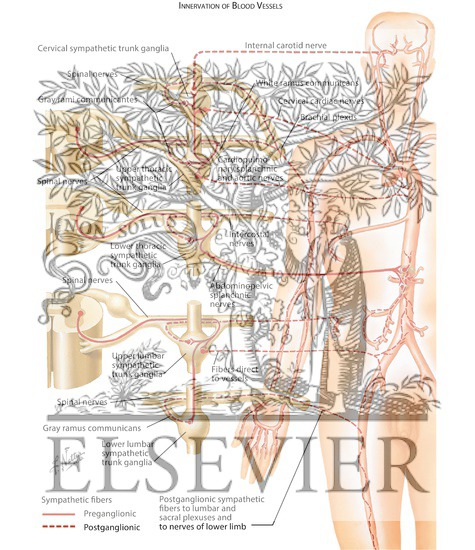 Watermarked preview of labeled image: Innervation of Blood Vessels: Schema