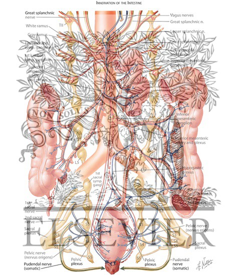 Watermarked preview of labeled image: Innervation of the Intestine