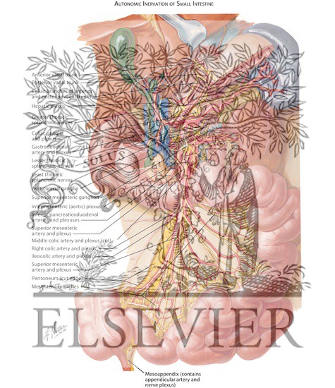 Watermarked preview of labeled image: Innervation of Small and Large IntestineSmall Intestine