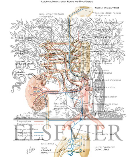 Innervation of Kidneys, Ureters and Bladder