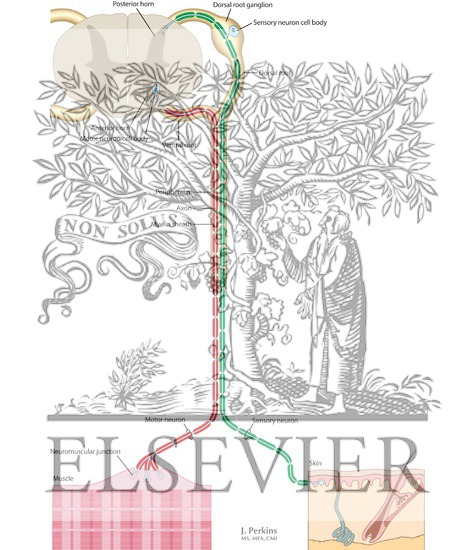 Watermarked preview of labeled image: Peripheral Nervous System